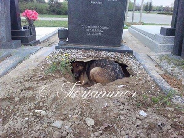 ��������������ά�ǡ���Ĺ��Ȯ��