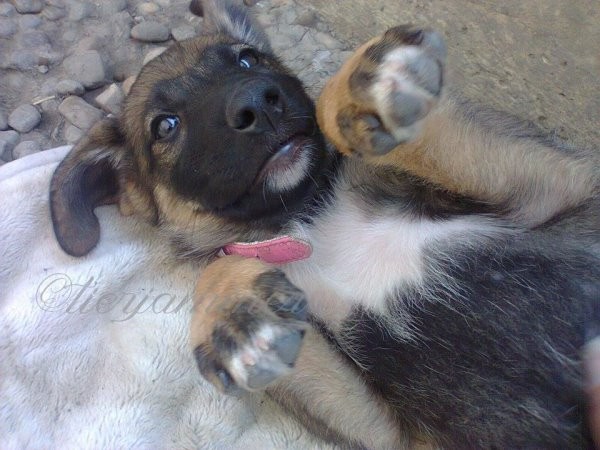 �����ǻ�Ⱥ��ڶ�����Ա�����£�ƽ���������������š�