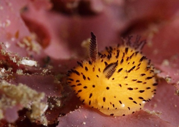 水兔有不同颜色