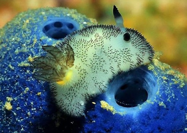 “碎毛盘海蛞蝓”的样子像极兔子