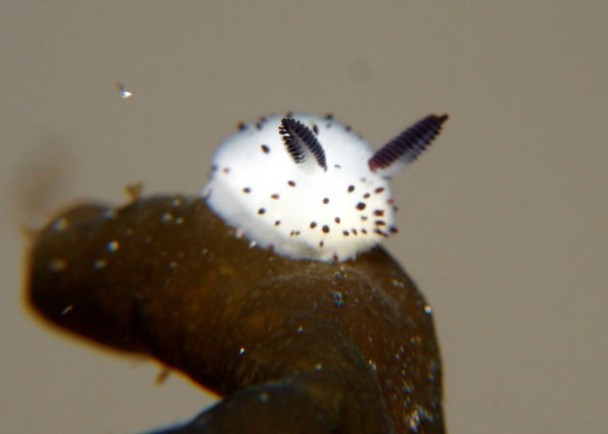 “碎毛盘海蛞蝓”大受日人欢迎