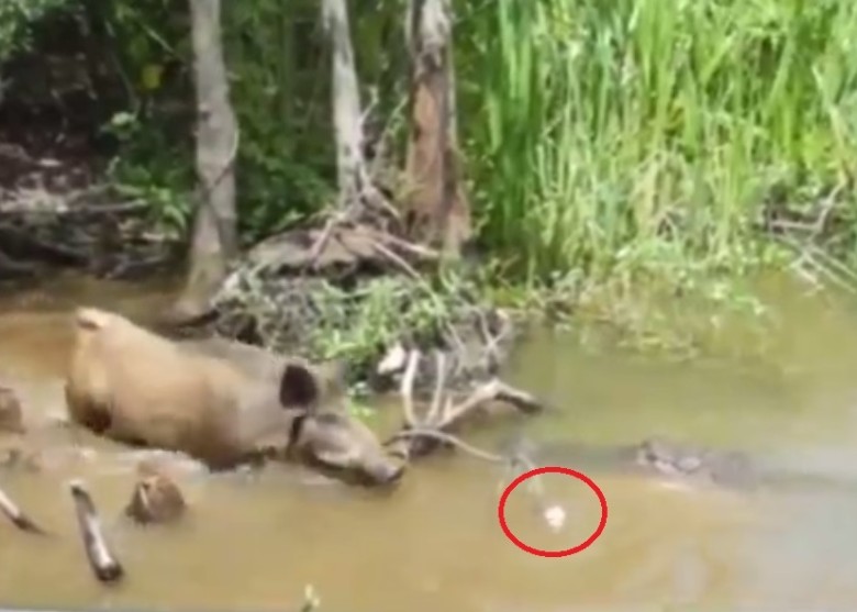 游客从船上抛下面包(红圈)引诱野猪走出河边,意图令它们成为鳄鱼的猎物。