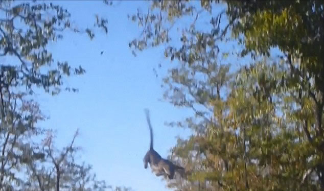 南非克鲁格国家公园惊现掌握“飞天”绝技的花豹