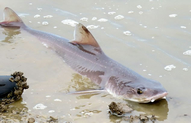 Ӣ������˹����Ȼ����������ǳ�����޳������û