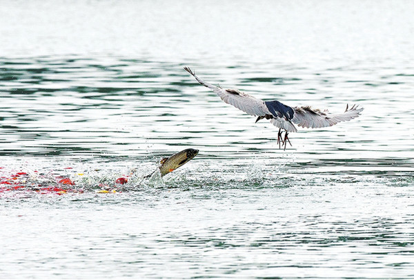 ҹ�ر�ͻȻ�����������ŵ�