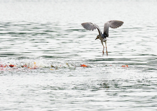 ҹ�ر�ͻȻ�����������ŵ�