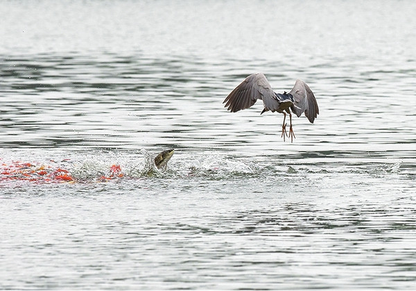 ҹ�ر�ͻȻ�����������ŵ�