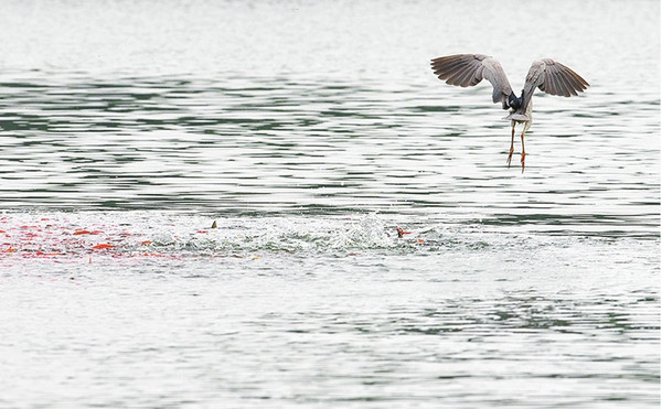 ҹ�ر�ͻȻ�����������ŵ�