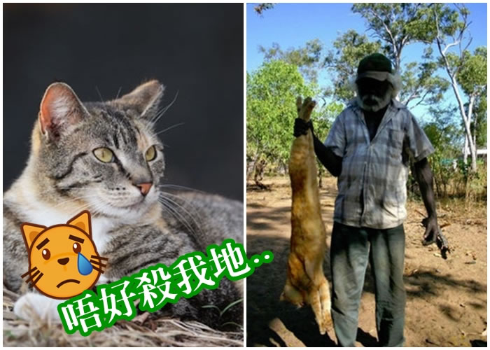 ��������èΪ�������ּƻ���2020��ǰ��ɱ200��ֻ����è��