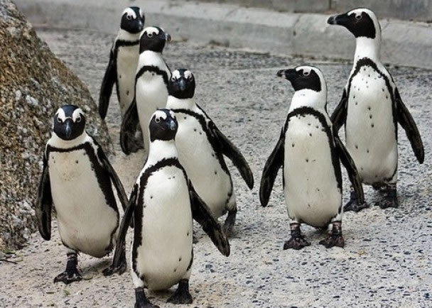 非洲企鹅因缺粮食濒临绝种