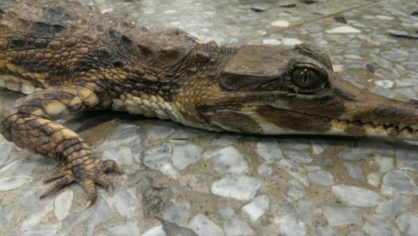 小鳄鱼被带回派出所时表情十分无辜