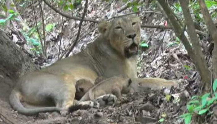 4ֻ��������ʨ���յ���11ֻСʨ��