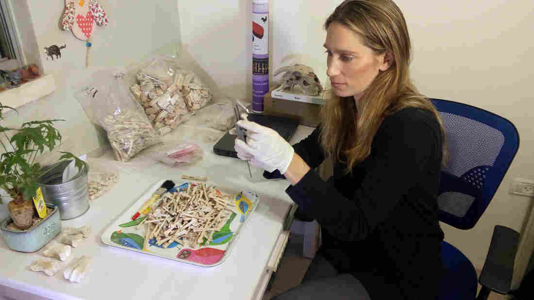 ��ɫ���ϲ�һ���Ŵ�ó��·���ϵ�һ������Maresha���ֵļ��Ĳк�