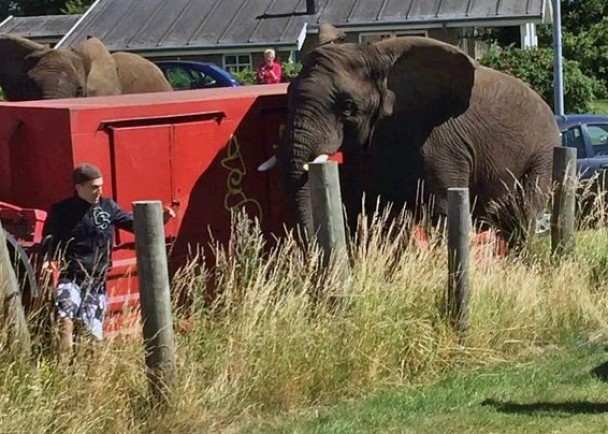 ����һͷ���󷢶��������Ա��