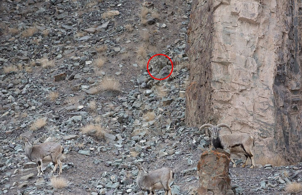 一只雪豹从隐蔽的位置偷偷靠近一群岩羊