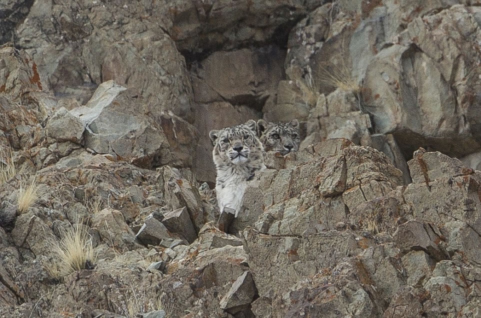 印度拉达克落基山上面的两只雪豹