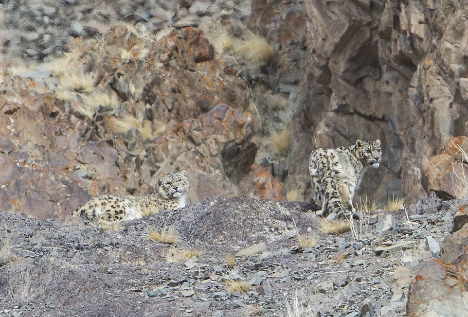 女士芬戴克说,这里是如此寒冷,在尾随雪豹的时候,她的一瓶水一个小时内就会冻成冰。