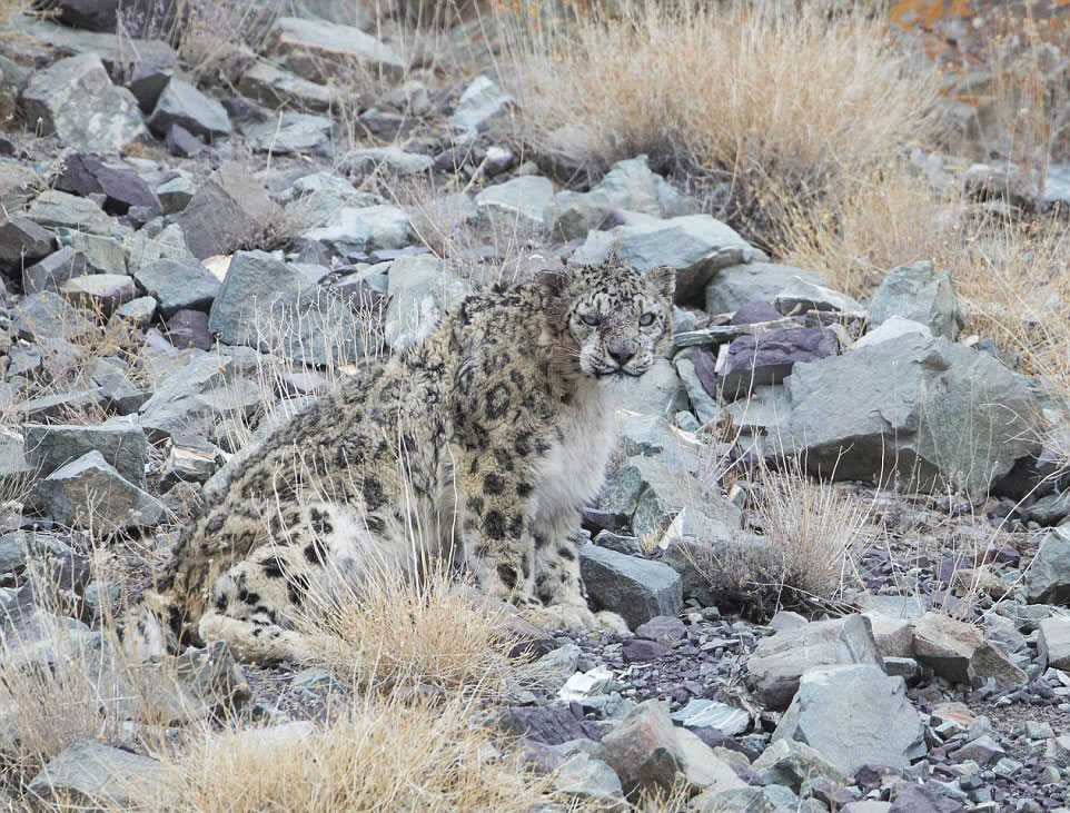 跟踪印度喜马拉雅山雪豹