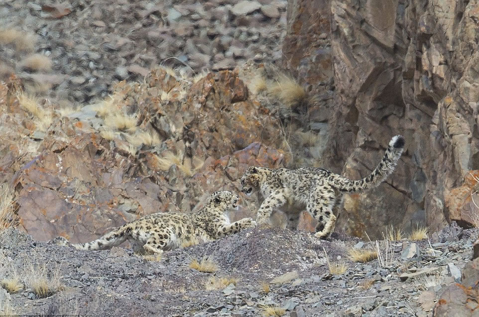 两只雪豹在玩耍