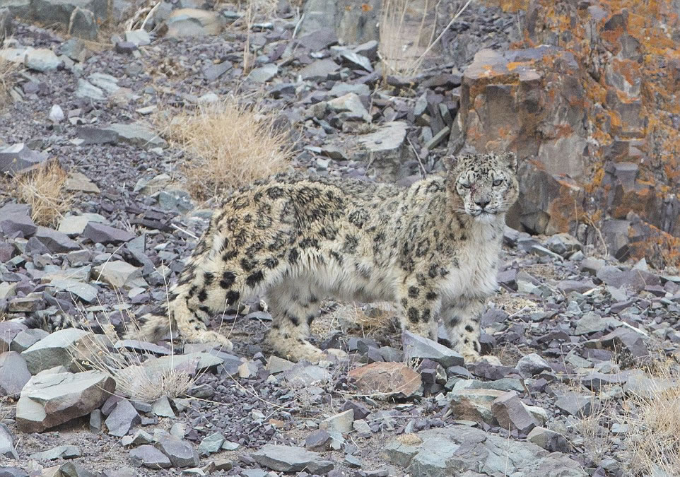 该团体用了17天的时间在喜马拉雅山脉徒步跟随雪豹,捕捉它们打猎的尝尽,雪豹有时候在发呆