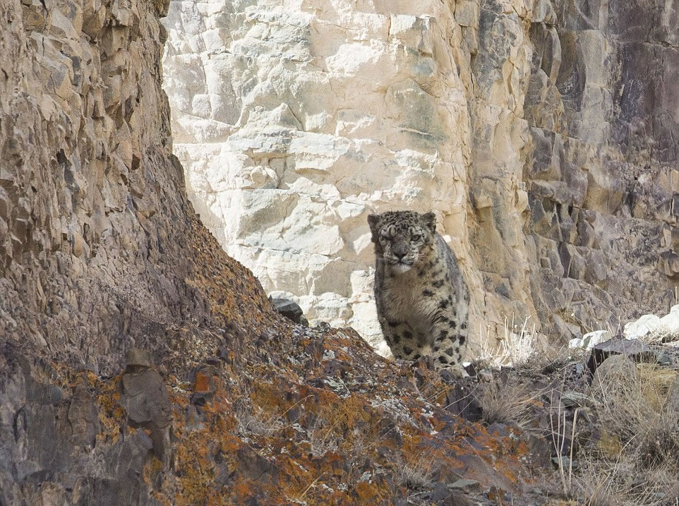雪豹默默地徘徊在其领土上寻找它的下一个捕猎者
