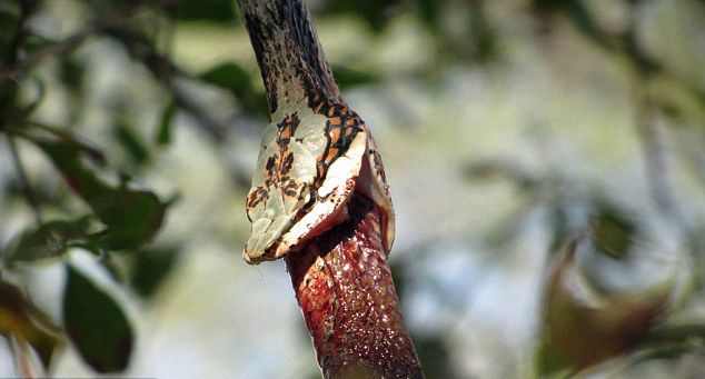 蛇吞蛇:赞比亚国家公园一条藤蛇试图吞食一条非洲树蛇