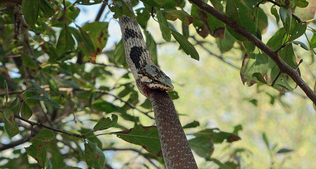 蛇吞蛇:赞比亚国家公园一条藤蛇试图吞食一条非洲树蛇