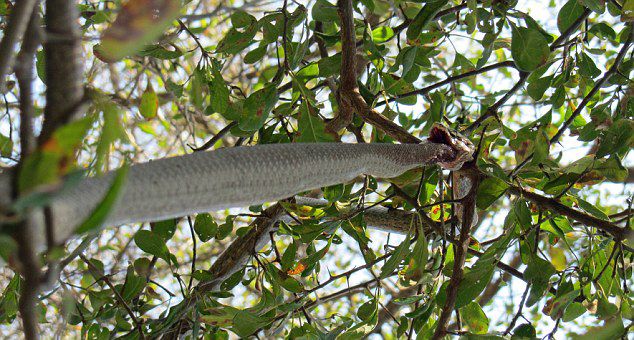 蛇吞蛇:赞比亚国家公园一条藤蛇试图吞食一条非洲树蛇