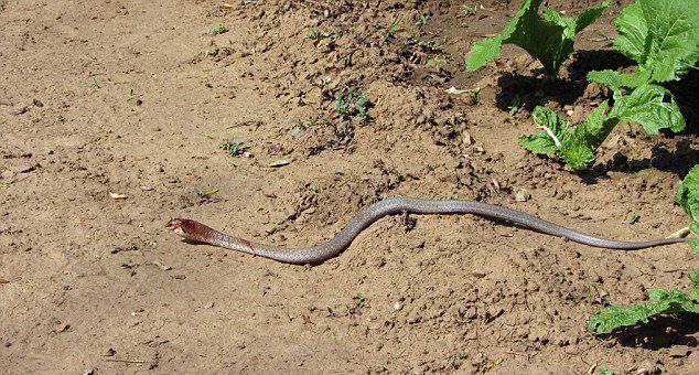 蛇吞蛇:赞比亚国家公园一条藤蛇试图吞食一条非洲树蛇