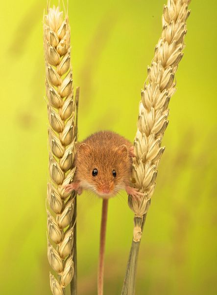 ������ƽ����֣�С����ƽ�ȵ�վ�����������