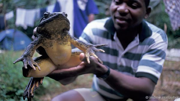 ܡ޾(Conraua goliath)