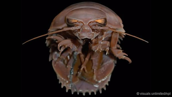 ϢײĴ(Bathynomus giganteus)