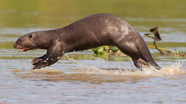 南美安第斯山脉东部河流中生活的巨獭(Pteronura brasiliensis)