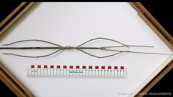 世界上最长的昆虫:婆罗洲的陈氏竹节虫(Phobaeticus chani)