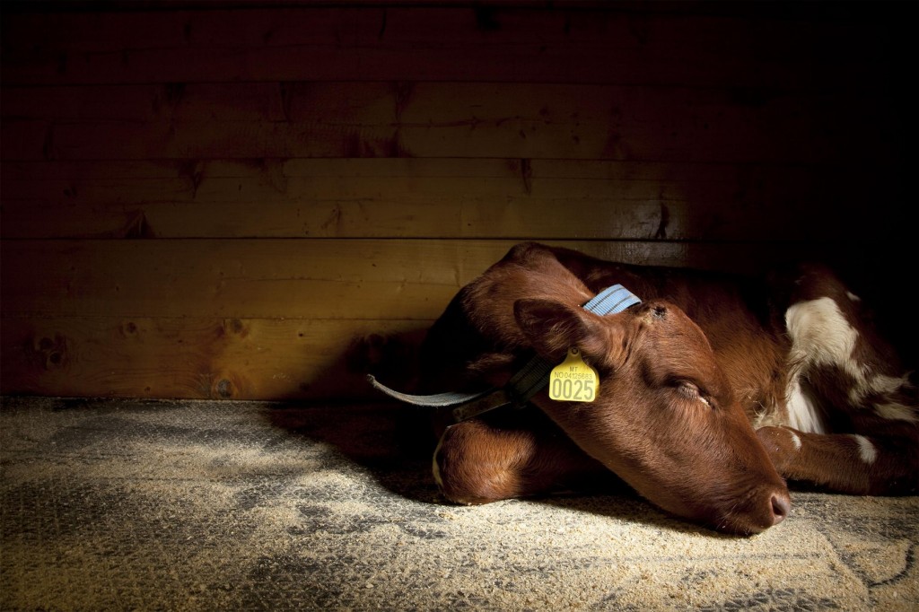 Ų�����չ����һͷĸţ��˯��������������Ͳ����࣬��ţ��վ�Ŵ��˯�������˯��ʱ���������� PHOTOGRAPH BY VINCENT J. MUSI, NAT