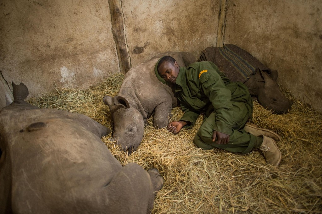 �ڿ����ǵ�ŷ���������Ȼ��Դ����������Ol Pejeta Conservancy����һ����������ʧȥĸ�׵�СϬţ���ԡ� PHOTOGRAPH BY AMI VI