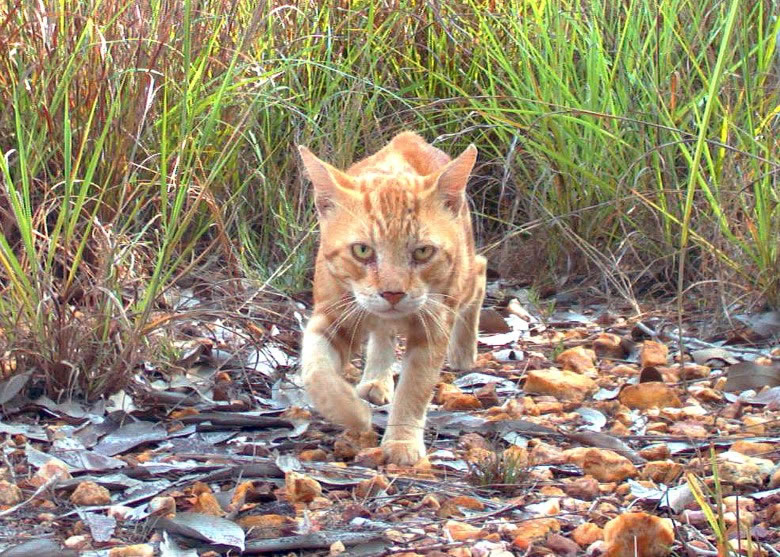 澳洲拟大规模扑杀野猫