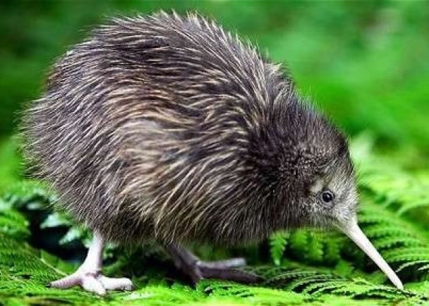 �¹��о���Ա�״γɹ�����������ͼ���Ļ�����