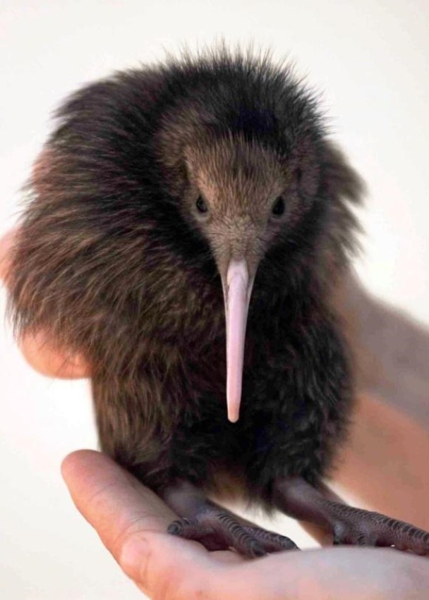 �������Ը��³���β�������˻���������С�