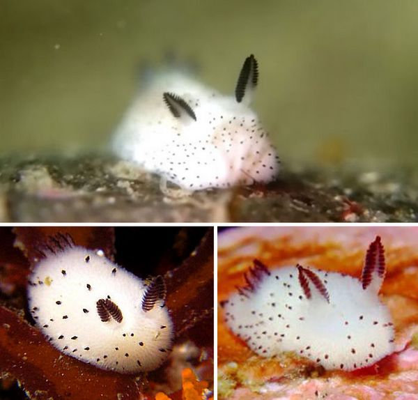 ��������Jorunna Parva���������ں��е����� �񡰺��á��ǳ�