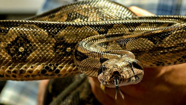 蛇并非将猎物窒息而亡 卷旋身体所产生的巨大压力导致猎物心脏骤停