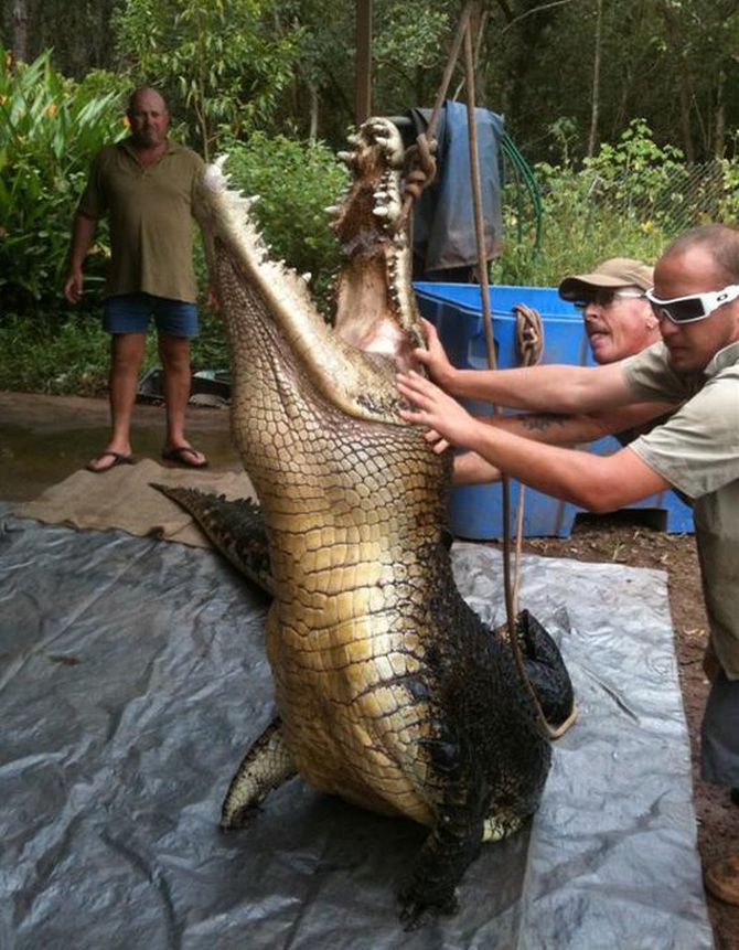 澳洲“鳄鱼米克