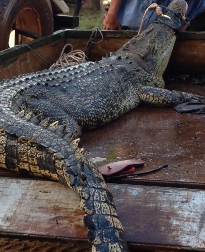 澳洲“鳄鱼米克