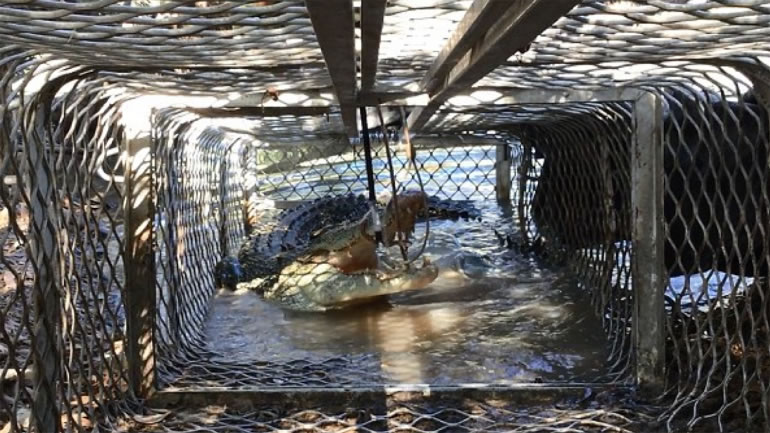 澳洲“鳄鱼米克