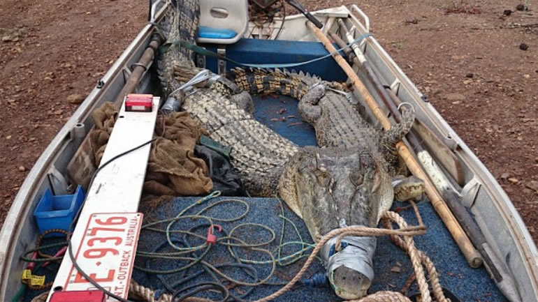 澳洲“鳄鱼米克