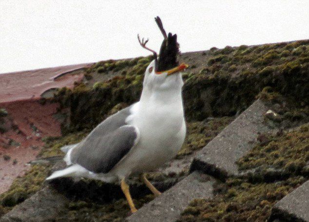 英国海鸥吞食燕八哥