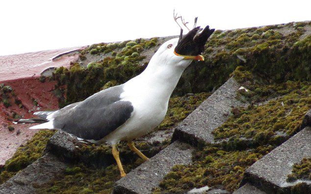 英国海鸥吞食燕八哥