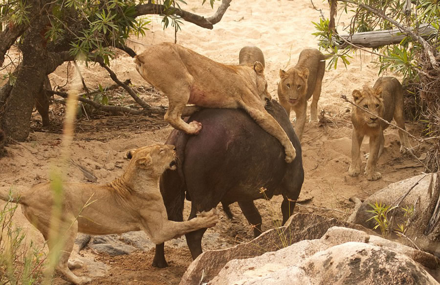 ϷȻˮţս5ͷꤵĴʨ