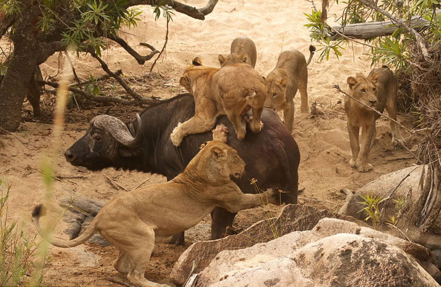 ϷȻˮţս5ͷꤵĴʨ