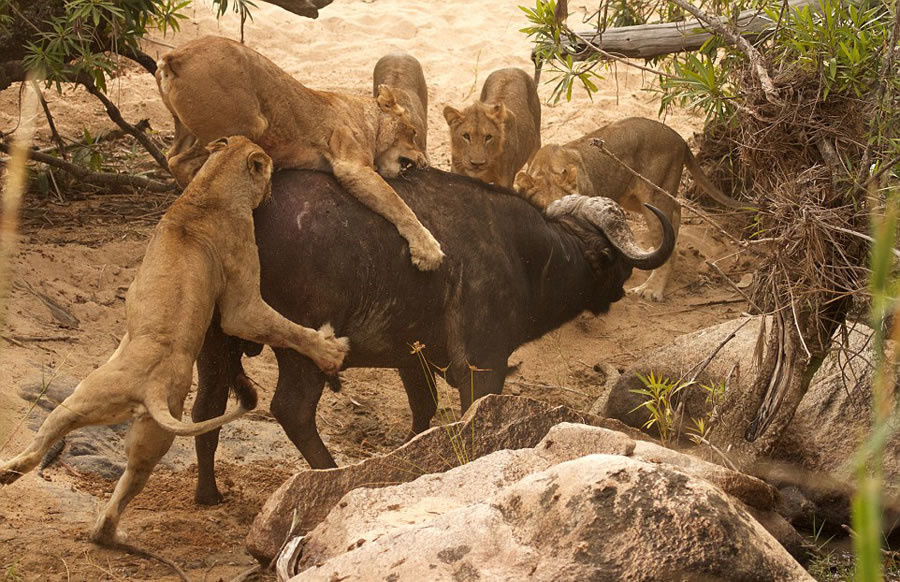 ϷȻˮţս5ͷꤵĴʨ